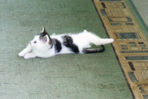 Zadružna kuća i dom Ivice Ćosića Bukvina