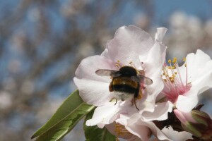Bumbari oprašivači