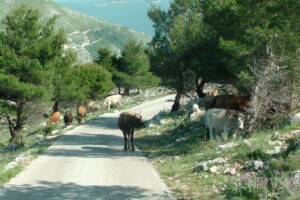 OPG Ilar Paskojević