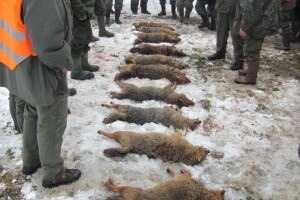 Alarmantno stanje zbog čagljeva