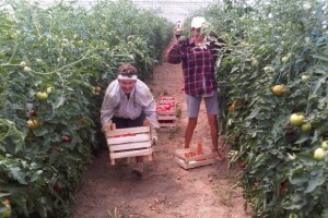 Povrtlarstvom im je već generacijama u krvi!