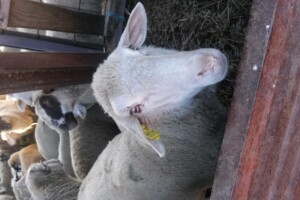 Udruga ovčara i kozara Slavonije i Baranje