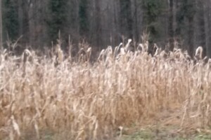 Korovi na poplavljenom području