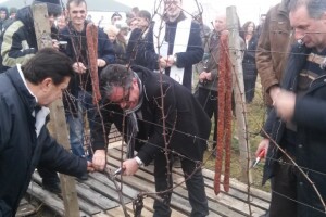 Vinkovo u vinogradima Iločkih podruma na Vukovu