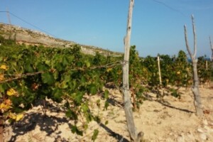 Južne padine otoka Hvara i sorte Plavac i Pošip