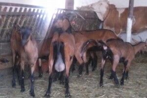 Ima li nade za koze?