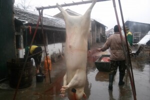 Svinjokolja kod Jakobovića u Vođincima