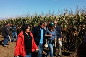 BC kukuruzi u Lovasu