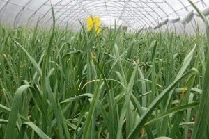 Ministar poljoprivrede Davor Romić u Slavoniji