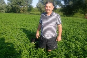Uzgoj konoplje na OPG-u Ive Kelića