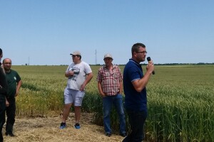 Dan polja Bc sorata pšenice