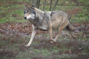 Projekt Carnivora Dinarica