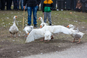 Svetsko prvenstvo u nadmetanju gusana, Mokrin