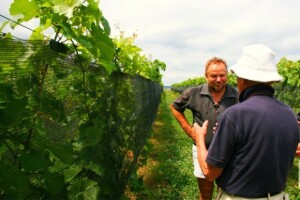 Raste interes za sjetvu pira