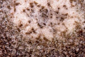 Zaštita šećerne repe od Cerkospore