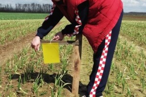 Izbačeni iz povrća: češnjak i krumpir?