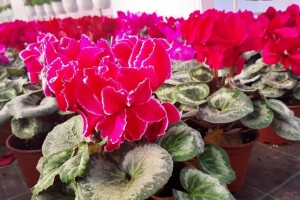 Ciklame i jagorčevine najtraženije pred osmi mart