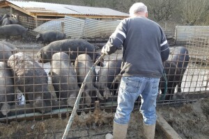 OPG Nada Hribar - crne slavonske svinje