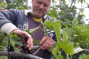 OPG Barac - uzgoj smokava