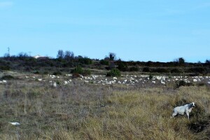 Nadomak zadarske Kalelarge: Vukovi za blagdane poklali 18 tek ojanjenih janjaca!