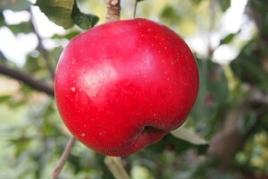 Slavonci i Vojvođani zajedno istražuju stare sorte voća