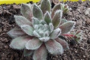 Čuvarkuća kao ukrasna dekoracija