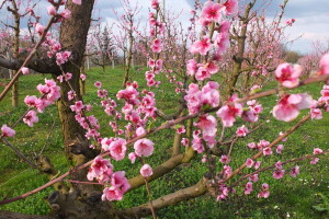 Rane sorte su isplativije, ali i izazov