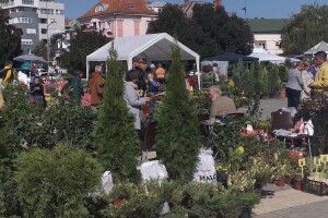 Manifestacije Cvetna pijaca i Noćni bazar