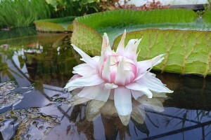 Procvjetao divovski tropski lopoč - Victoria cruziana