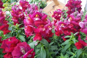 Porodica Kovačević iz Gornje Piskavice prepoznala potencijal cvijećarstva: To nije samo ukras već i izvor prihoda