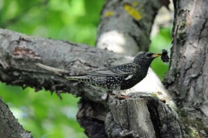 Ptice kao saveznici u poljoprivrednoj proizvodnji