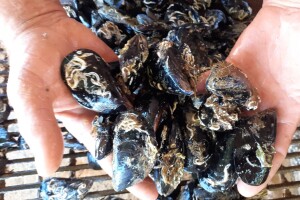 Duje Šarlija već 17 godina uzgaja dagnje