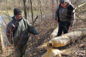 Dabrovi u Posavini ruše stabla
