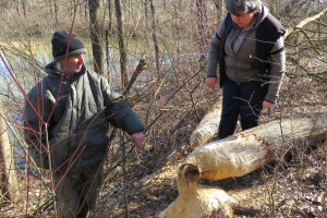 Dabrovi u Posavini ruše stabla