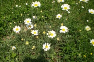 Uzgoj ljekovitog bilja, voća i povrća - OPG Zlatar