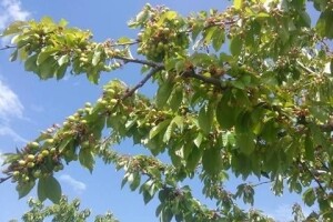 Na kršu stvorio imanje s 250 stabala trešanja