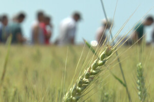 Dan polja strnih žita