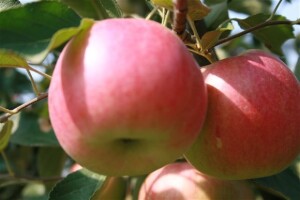 Dan voćarstva Poljoprivrednog instituta Osijek