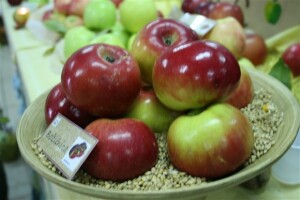 Dani jabuka - Požega 2011