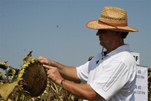 Dani polja suncokreta IPK Tvornice ulja Čepin 2011