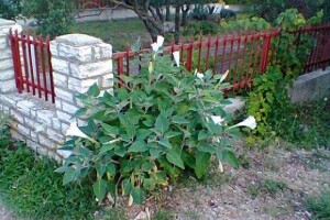 Kužnjak - halucinacija ili dekoracija?