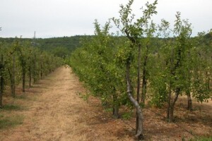 OPG Majić-Zec u Brnazama pokraj Sinja