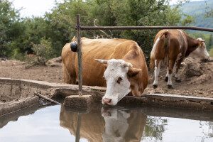 Dopremanje vode za stoku na Suvoj planini