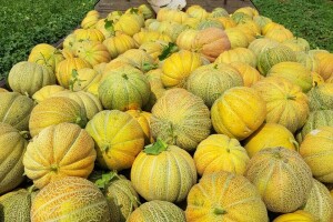 Stigle prve dinje, nešto kasnije nego prošle godine