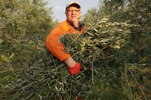 Kapetan duge plovidbe Dario Discordia: Talijanski lovci i psi mu harali po djedovini sve dok nije posadio 350 stabala maslina!