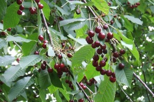 U našim šumama raste sve manje voćkarica