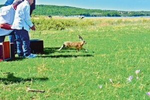 Farme divljih zečeva u Dalmaciji