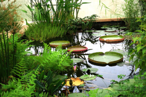 Na sušnom tlu, Davor Cetina uspješno uzgaja močvarno i vodeno bilje, trajnice i ukrasne trave