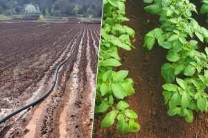 Ljubuški rani krompir