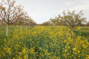 Agroinova FAZOS: Usjevi pod orahom